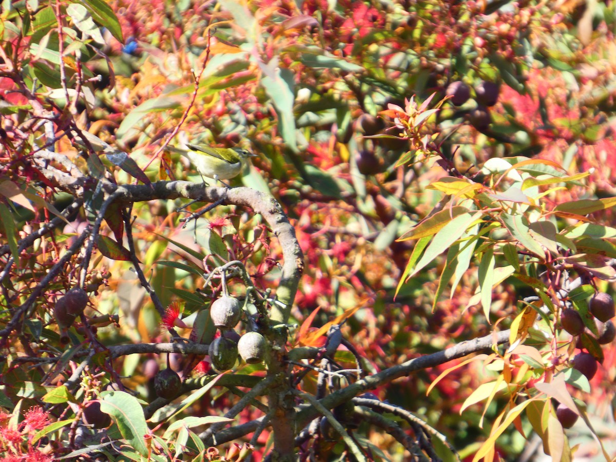 Tennessee Warbler - ML642345116