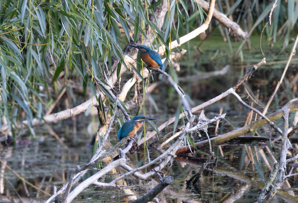 Common Kingfisher - ML642345117