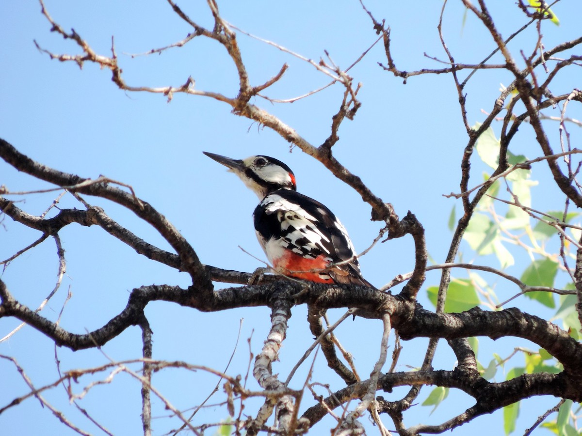 White-winged Woodpecker - ML642345119