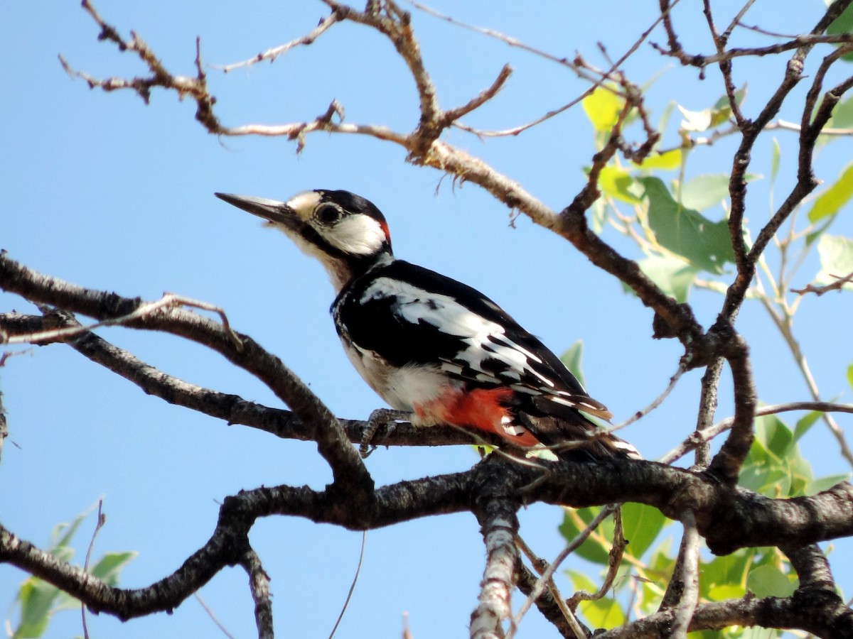 White-winged Woodpecker - ML642345120