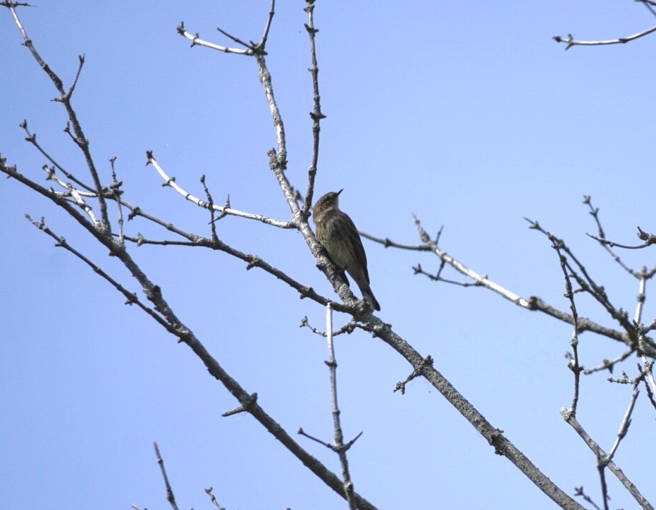 Yellow-rumped Warbler - ML642345121