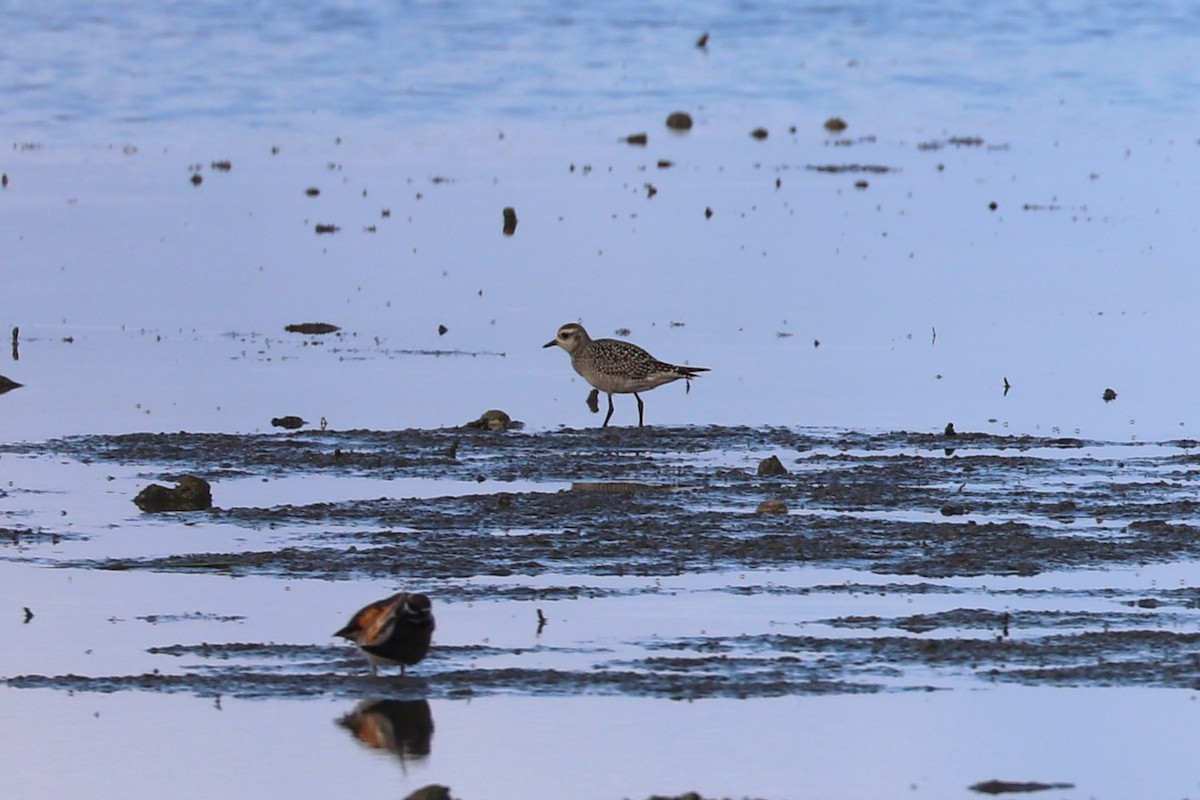 American Golden-Plover - ML642345125
