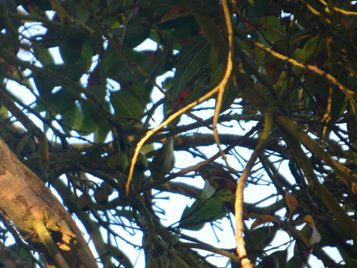 Tennessee Warbler - ML642345126