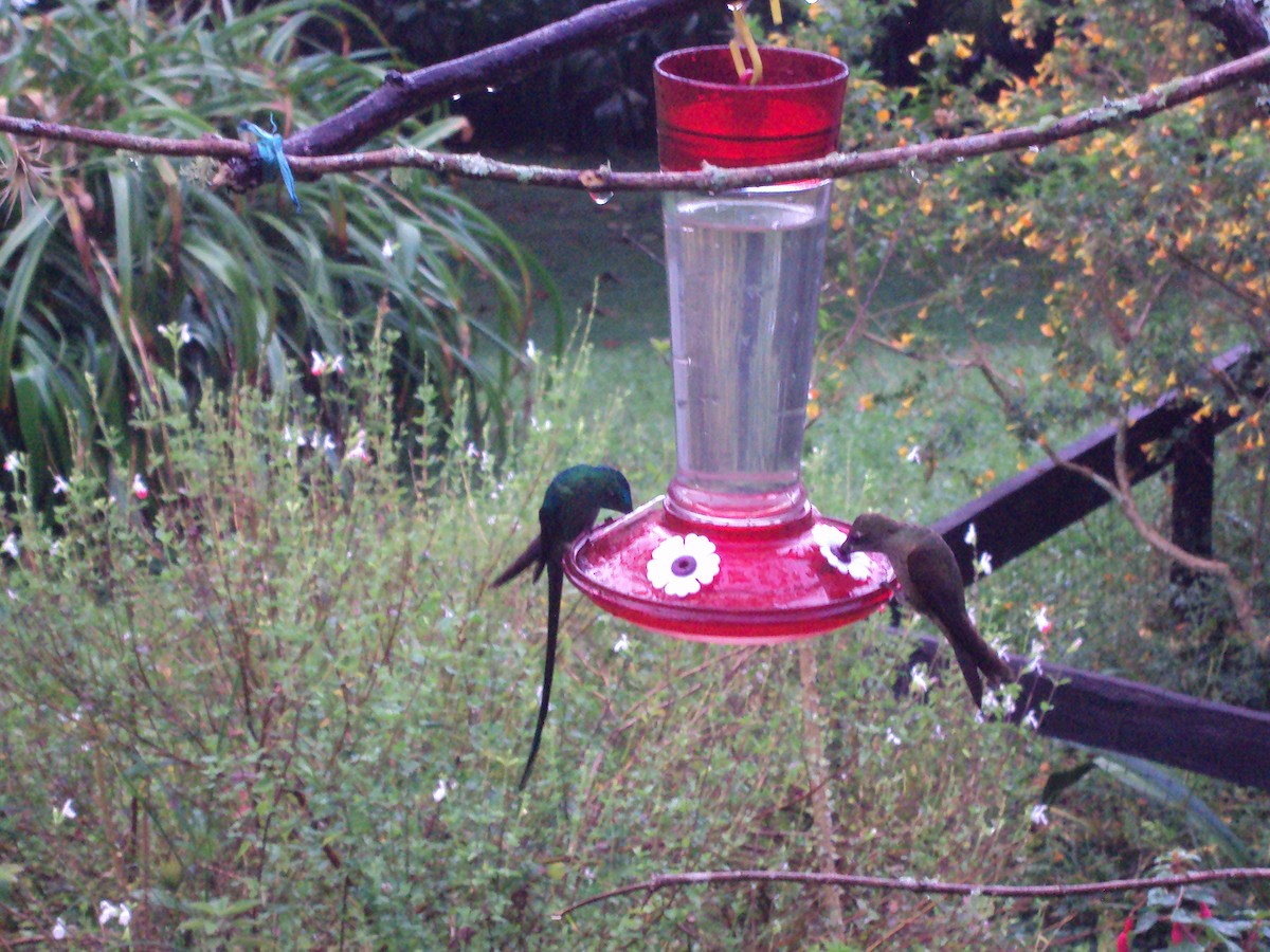 Long-tailed Sylph - ML642345128