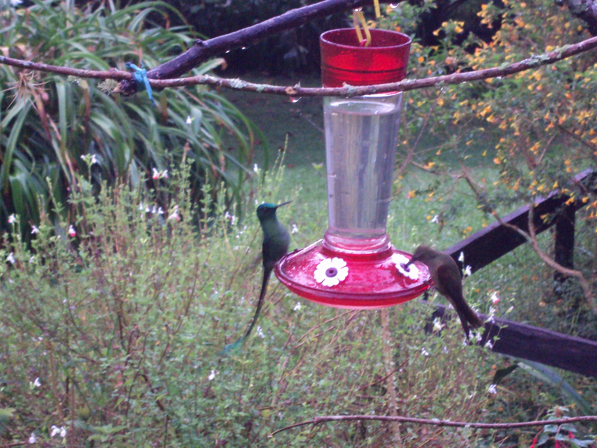 Long-tailed Sylph - ML642345129