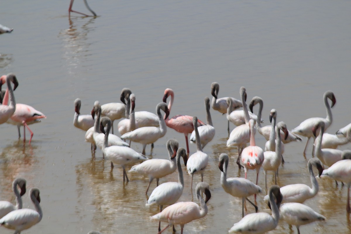 Lesser Flamingo - ML642345130