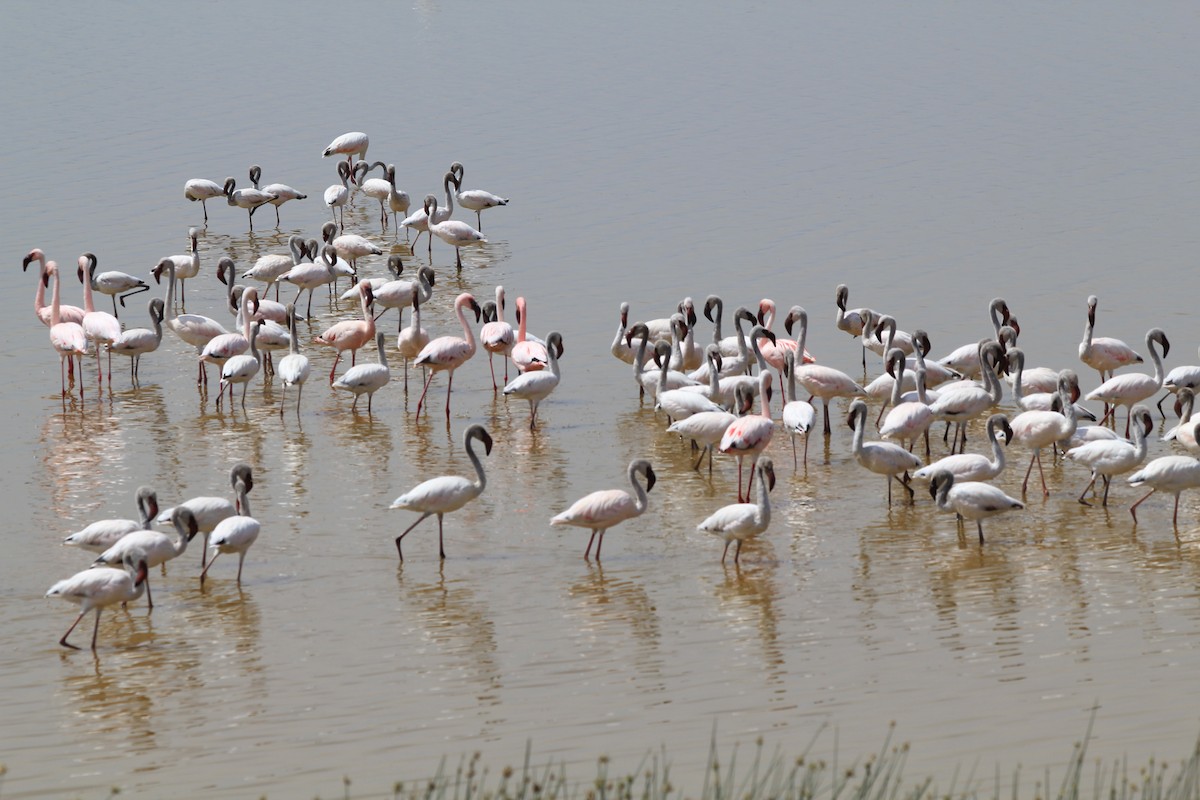 Lesser Flamingo - ML642345131