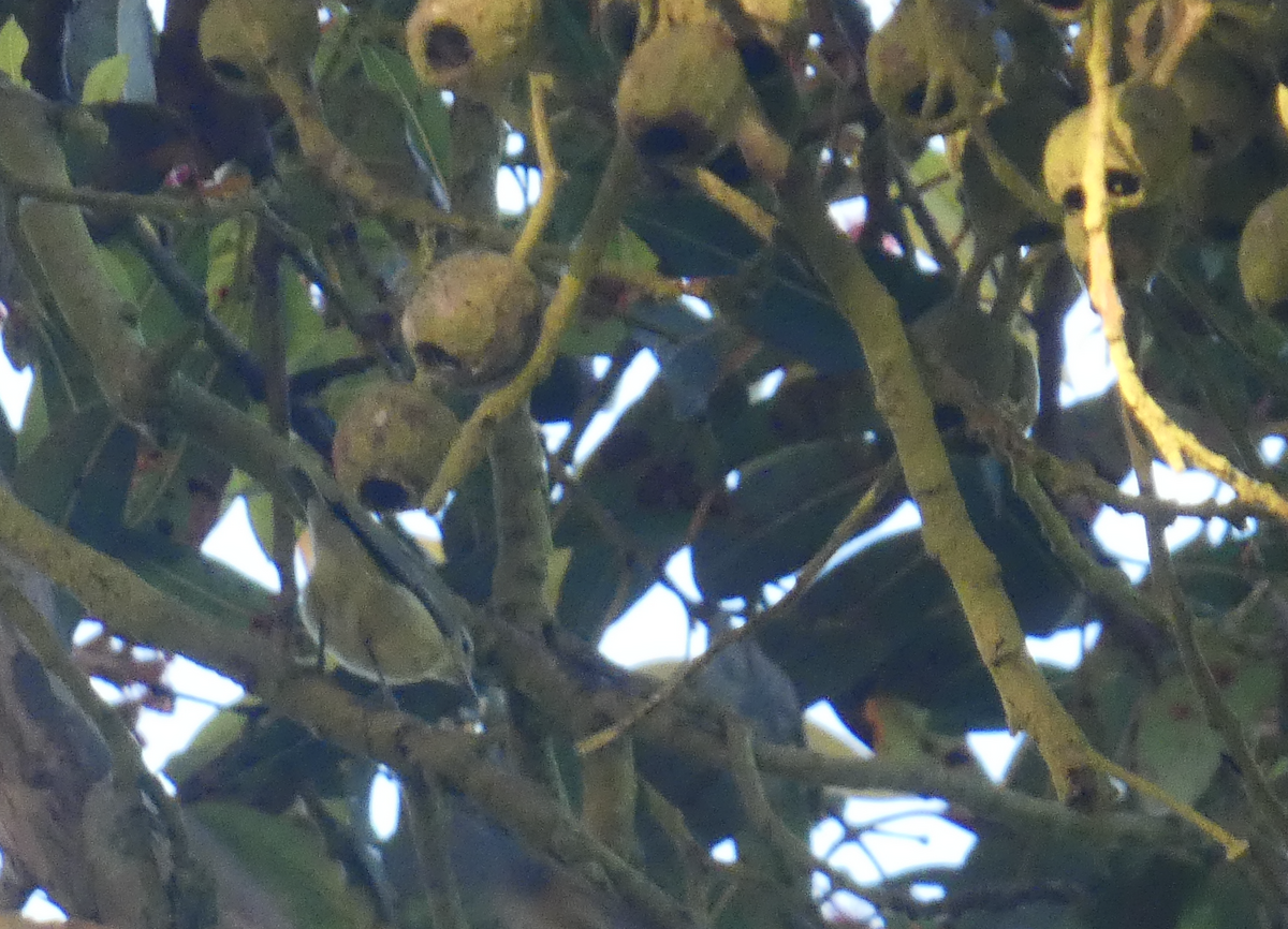 Tennessee Warbler - ML642345132