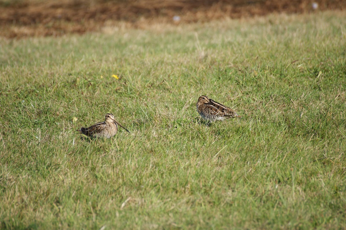 Common Snipe - ML642345134