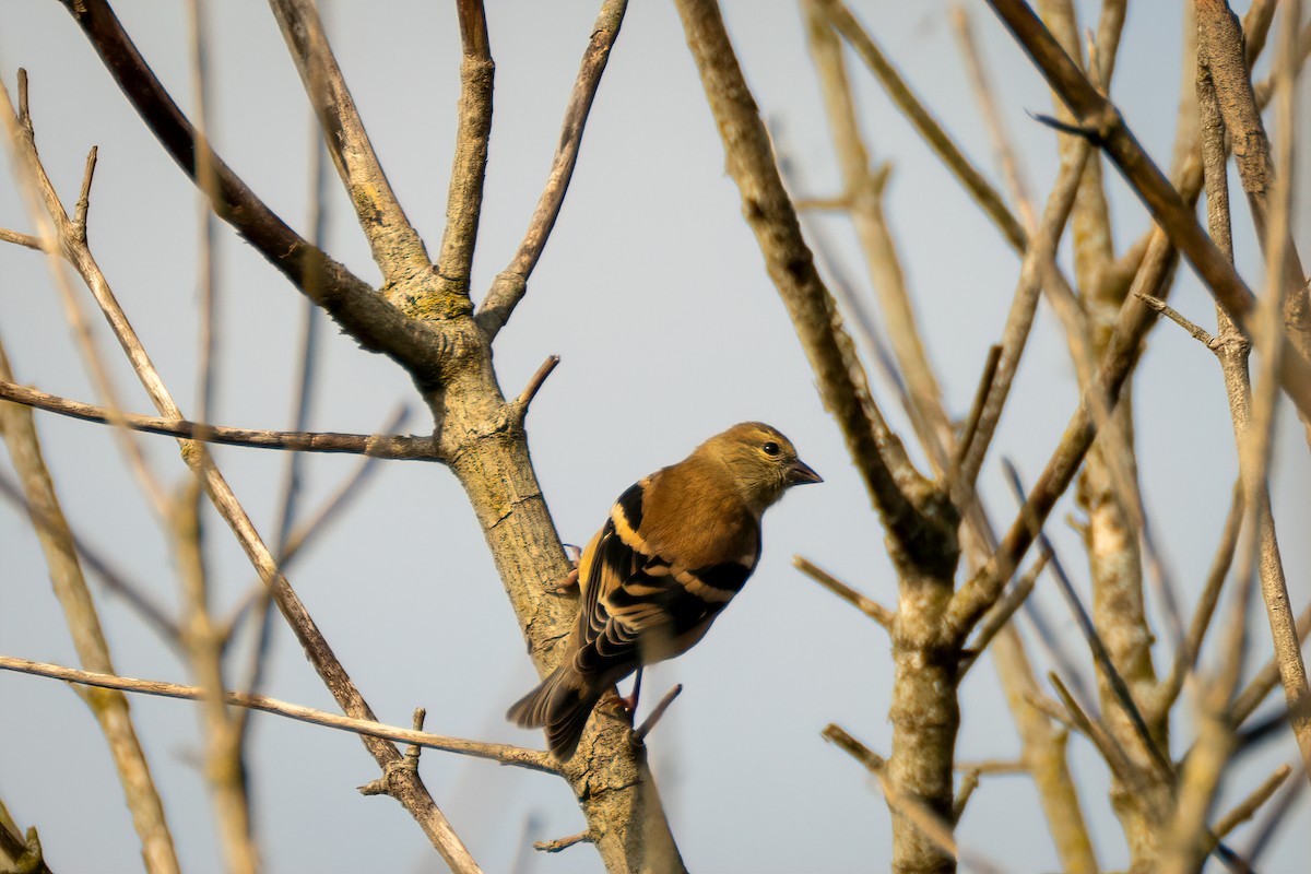 American Goldfinch - ML642345137