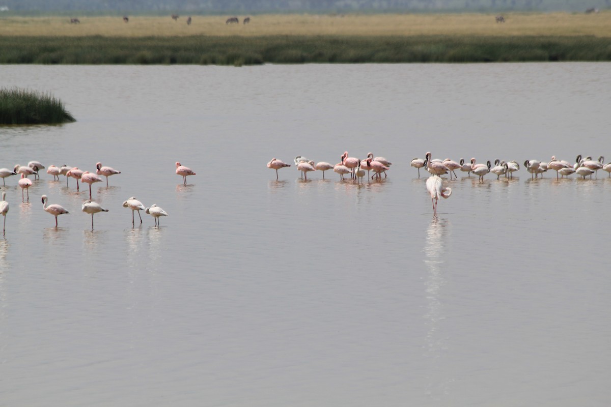 Lesser Flamingo - ML642345139