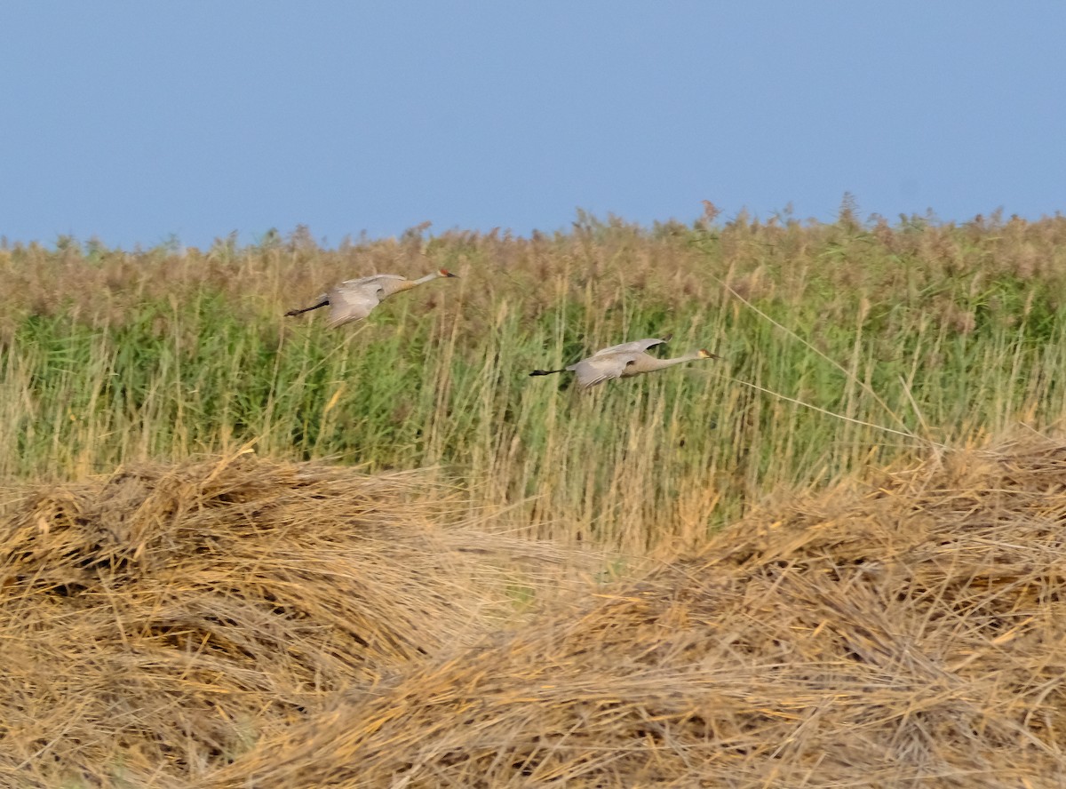 Sandhill Crane - ML642345140
