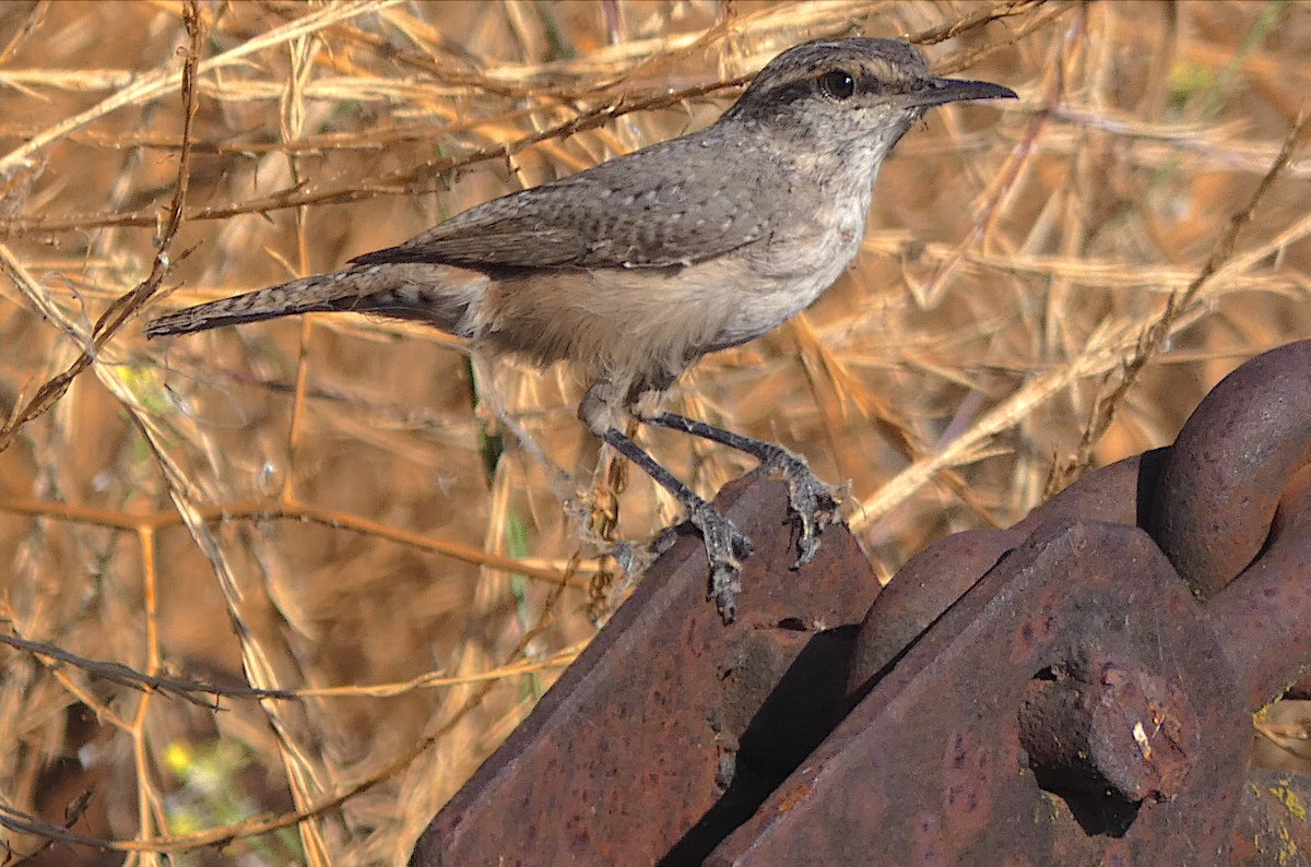 Rock Wren - ML642345142