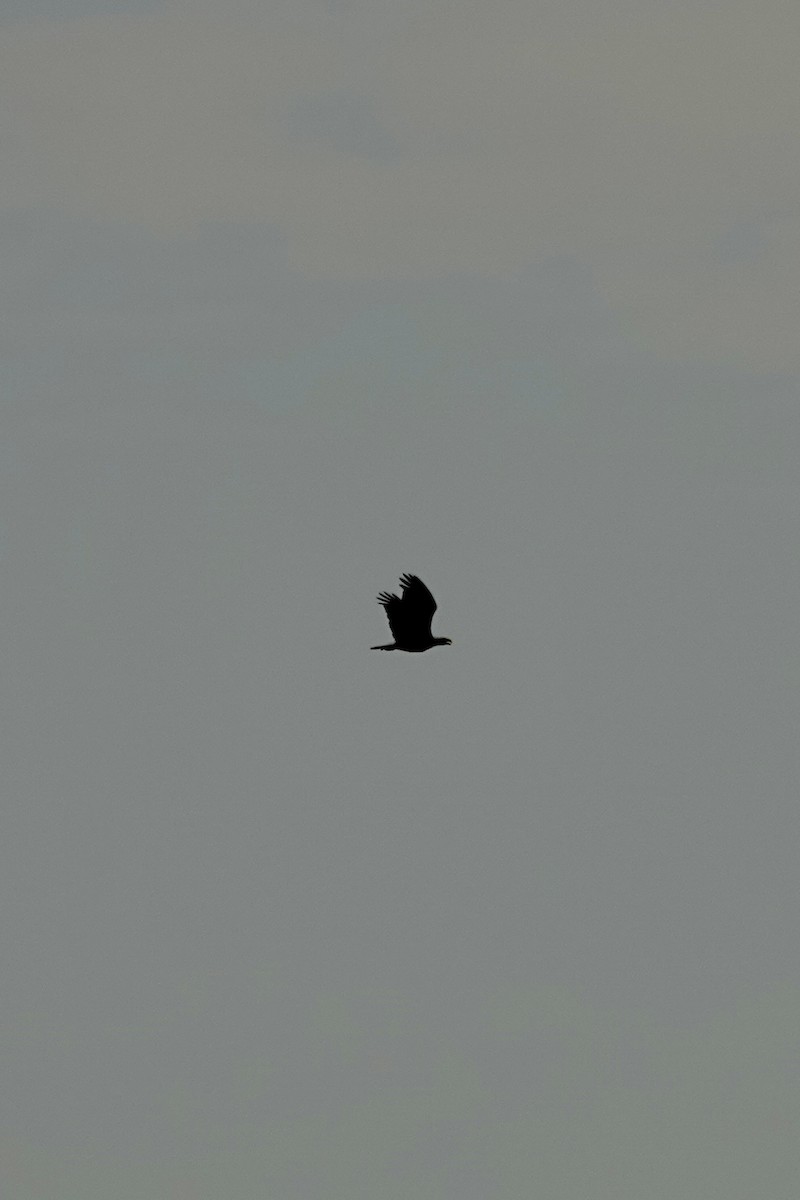 Bald Eagle - ML642345152