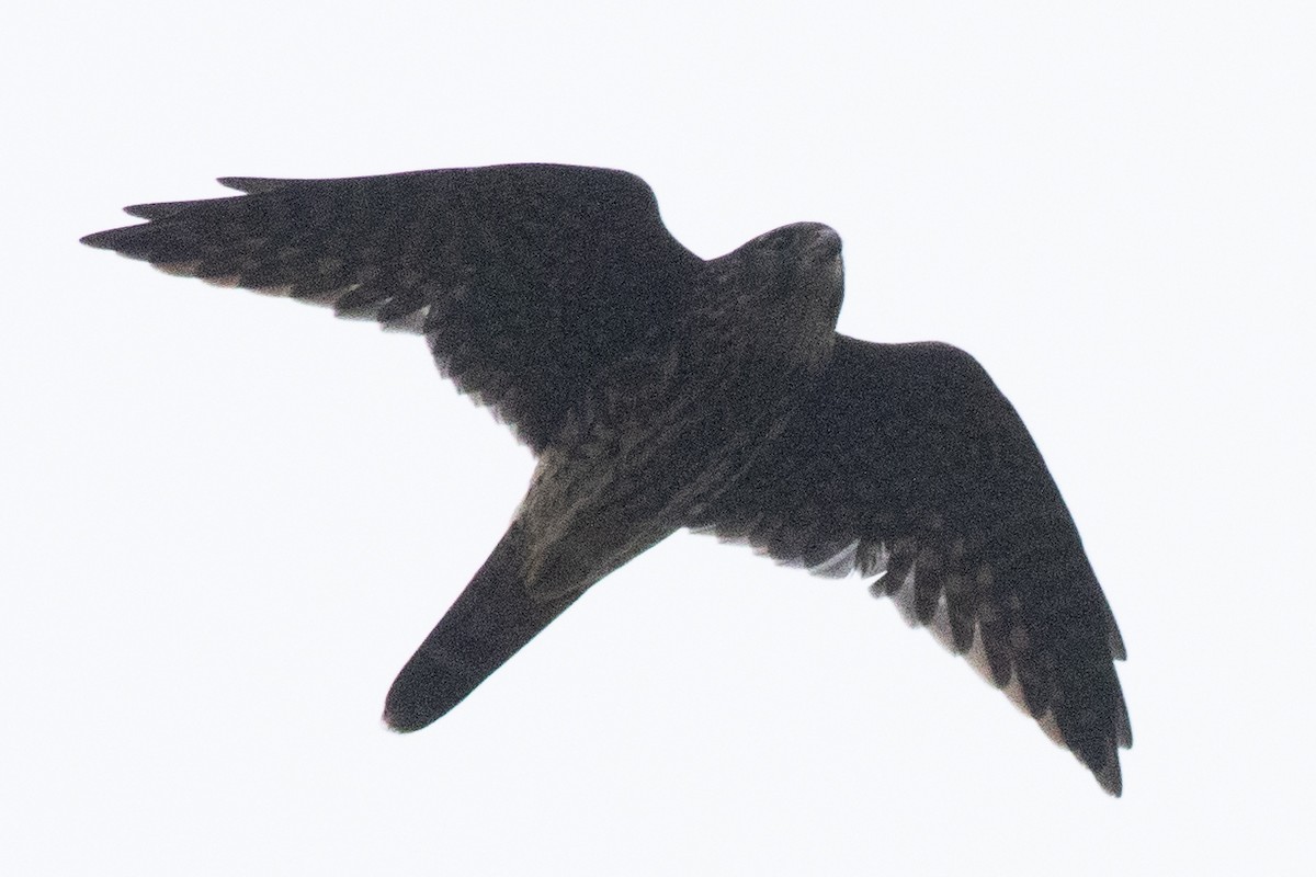 灰背隼 - ML642345155