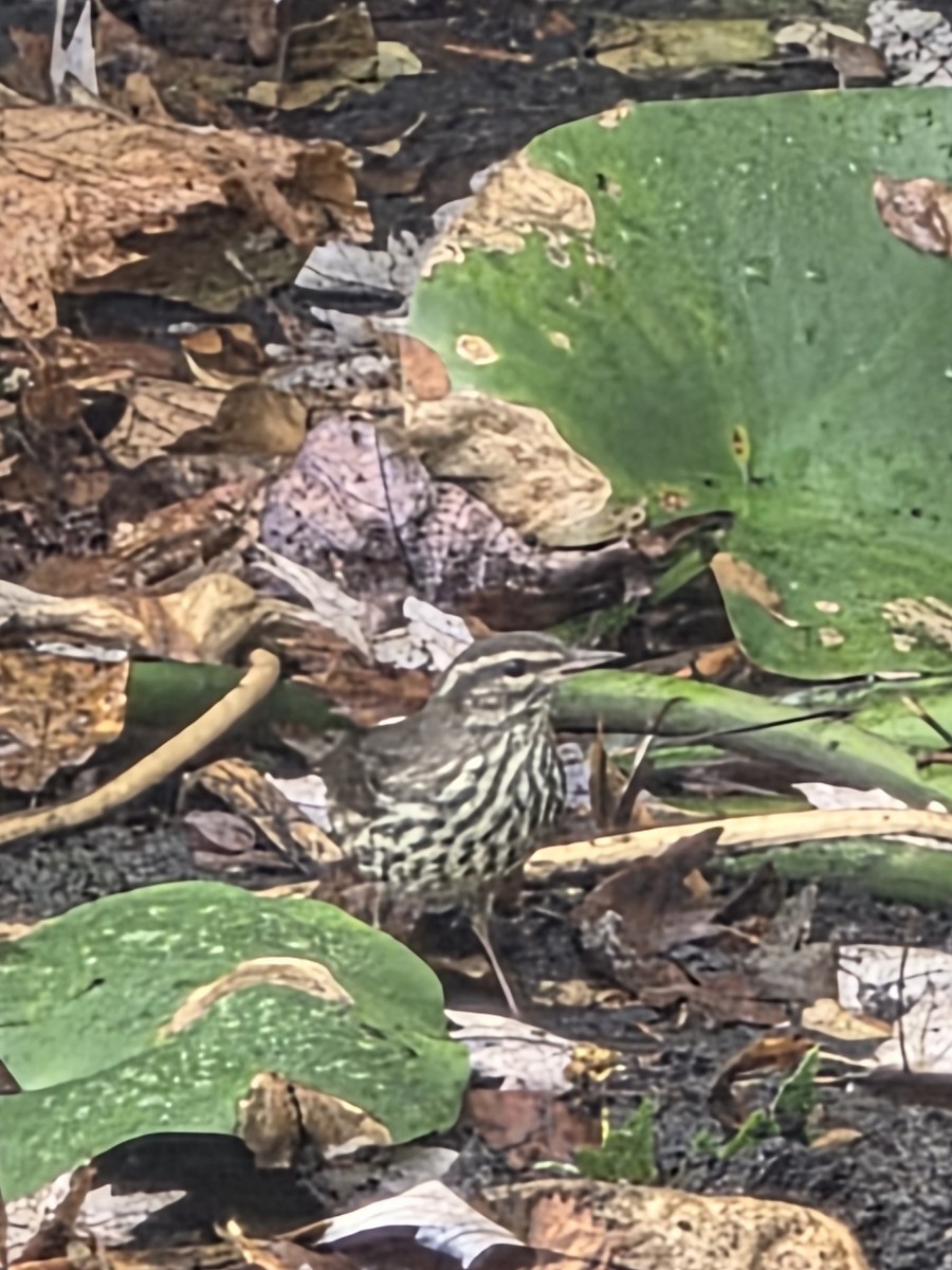 Northern Waterthrush - ML642345157