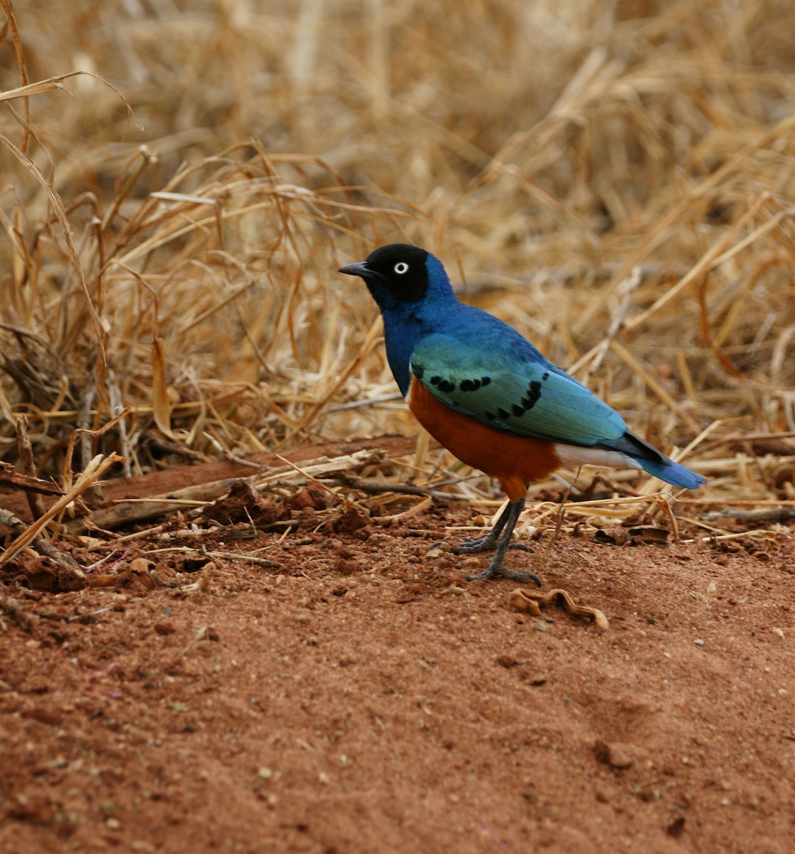 栗頭麗椋鳥 - ML642345175