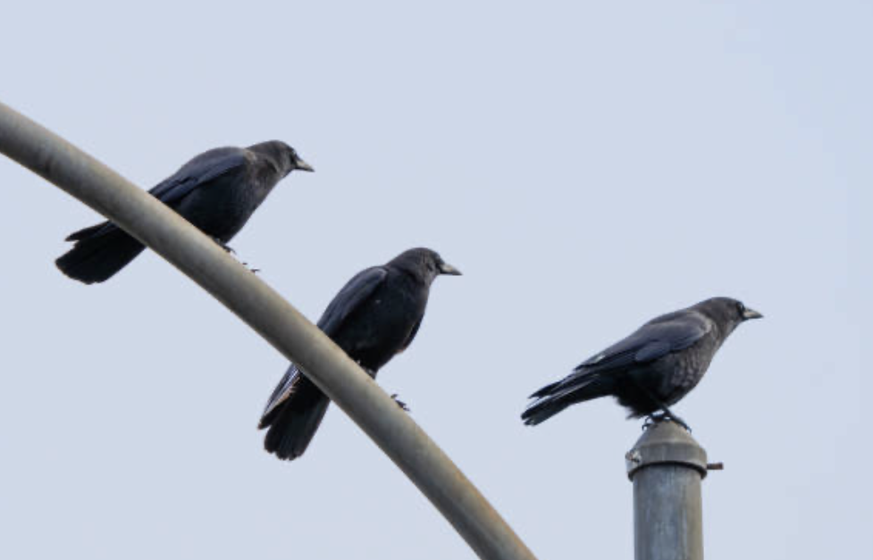 American Crow - ML642345179