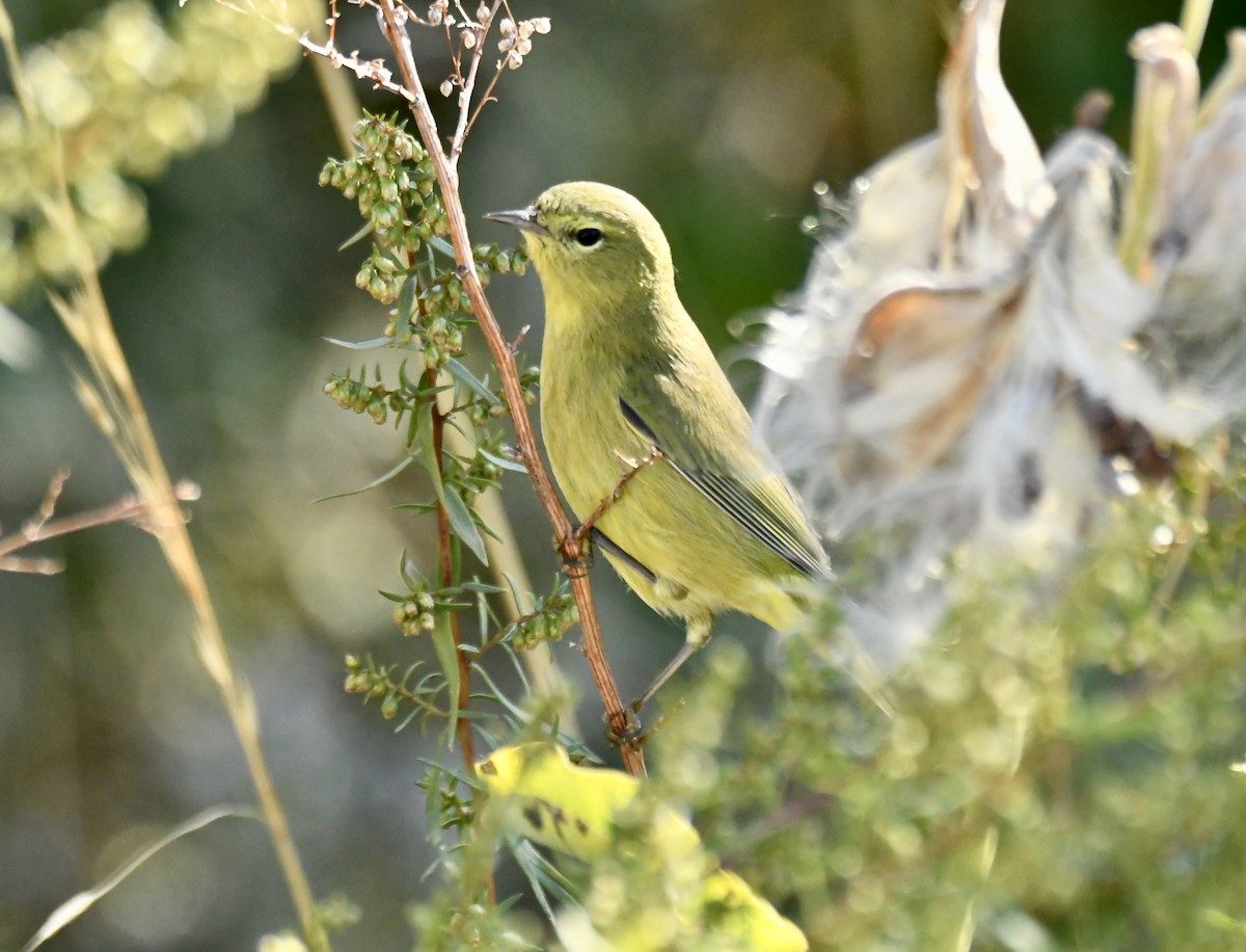 Orange-crowned Warbler - ML642345202