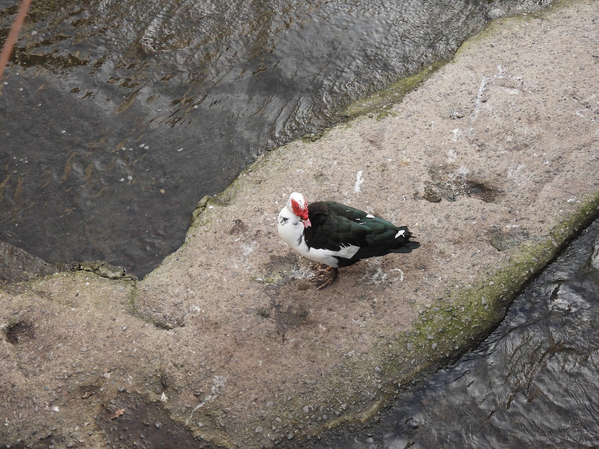 Muscovy Duck (Domestic type) - ML642345212