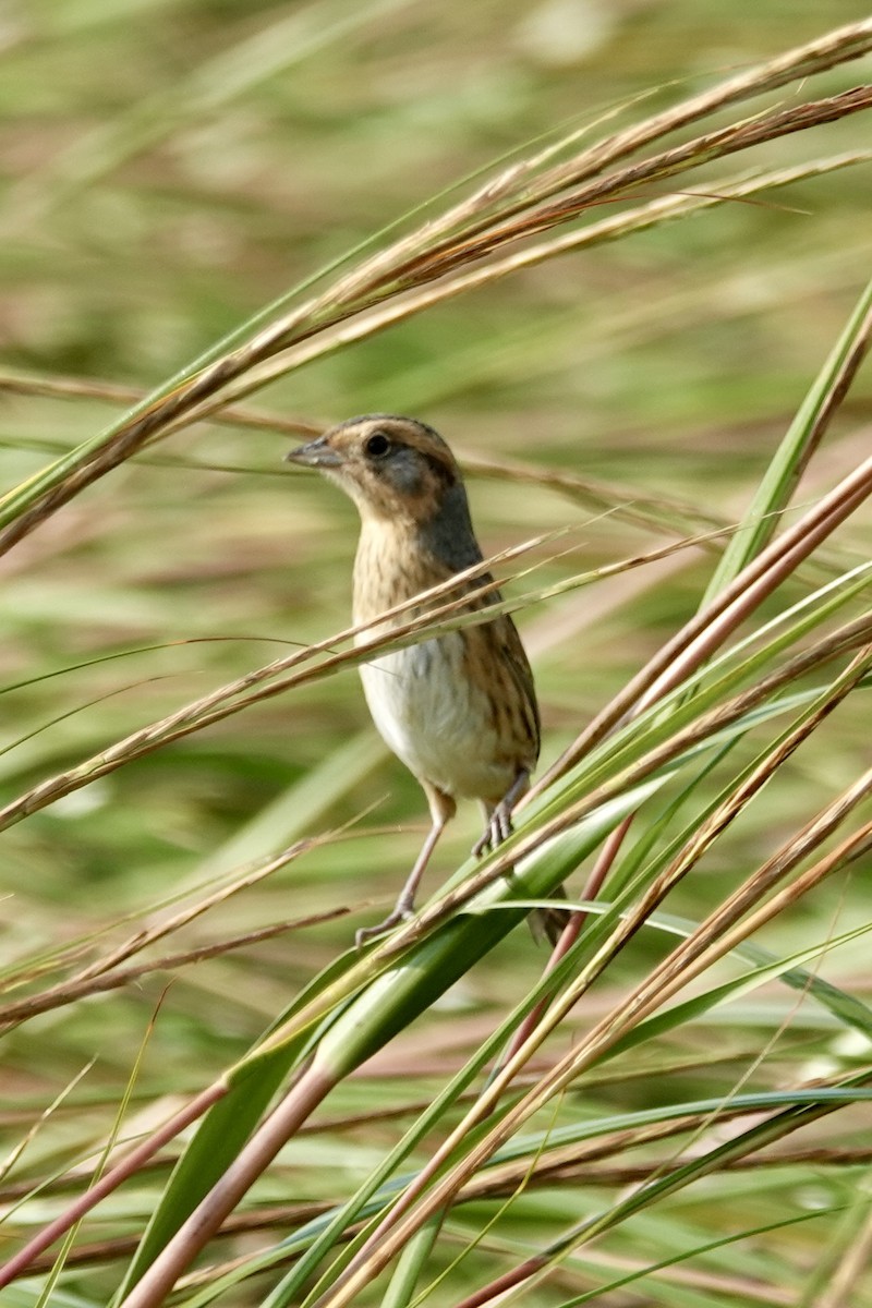 Nelson's/Saltmarsh Sparrow (Sharp-tailed Sparrow) - ML642345214