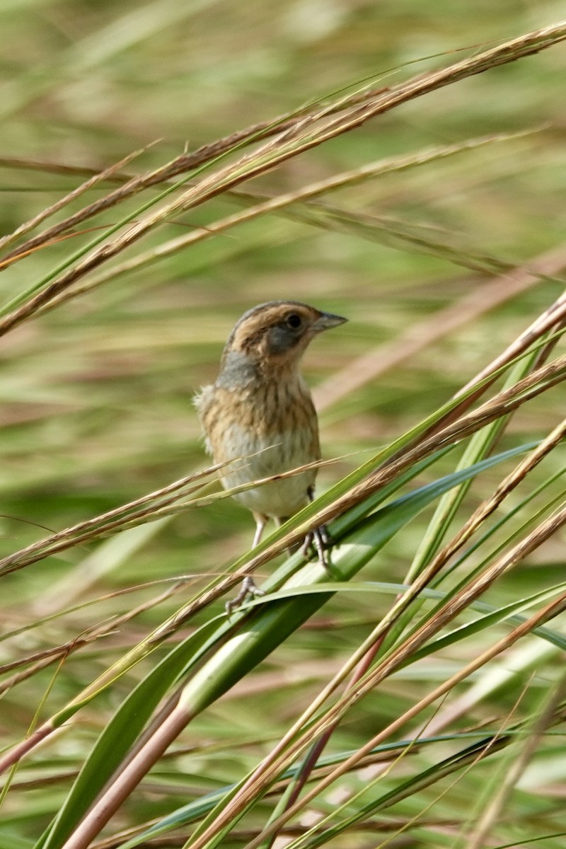Nelson's/Saltmarsh Sparrow (Sharp-tailed Sparrow) - ML642345215