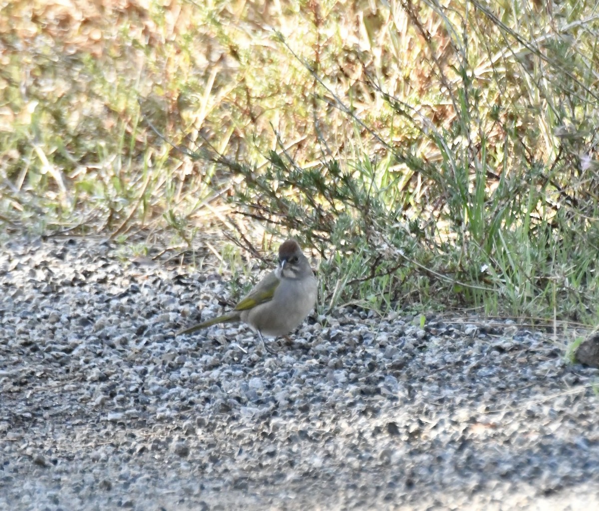Green-tailed Towhee - ML642345216