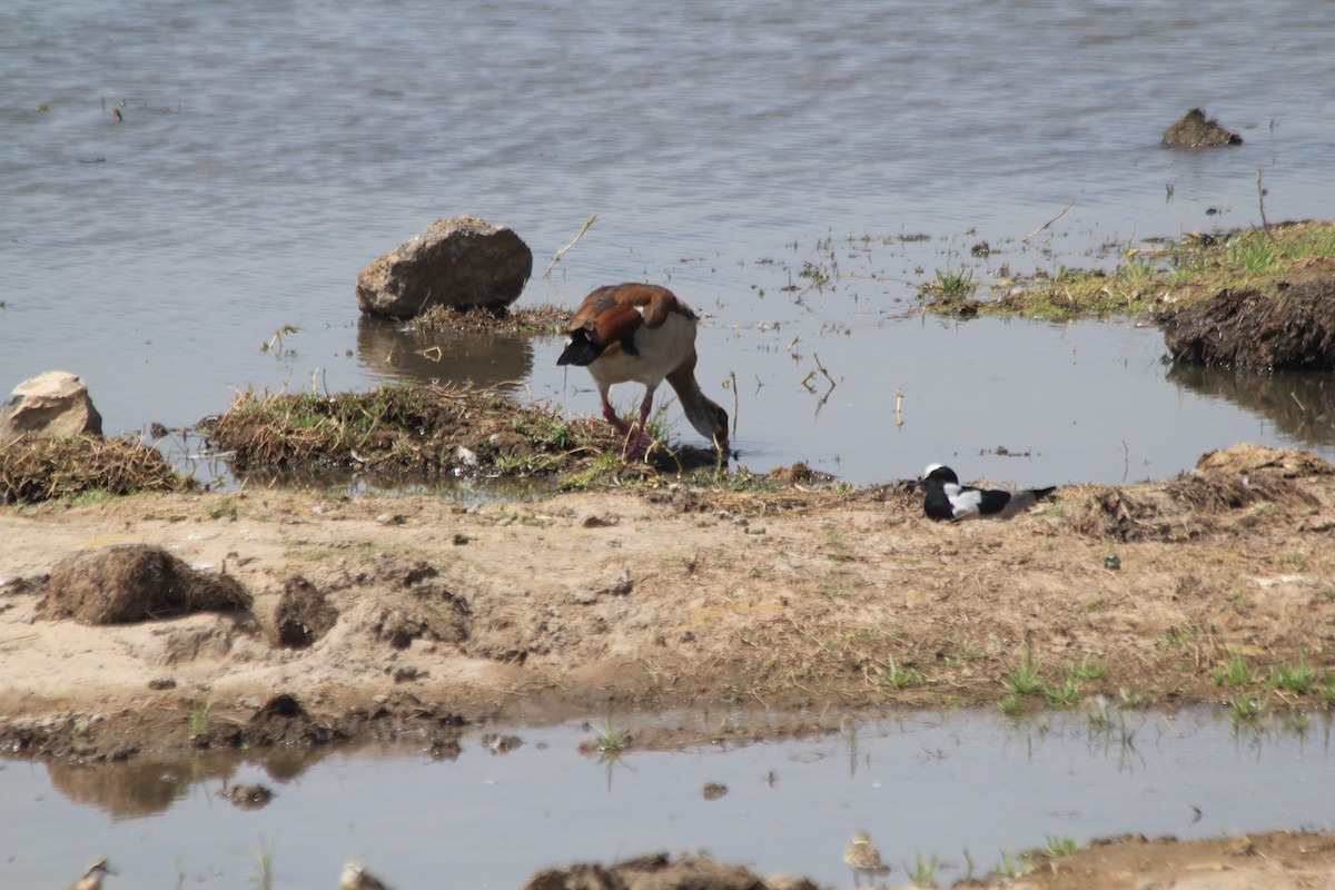 Blacksmith Lapwing - ML642345217