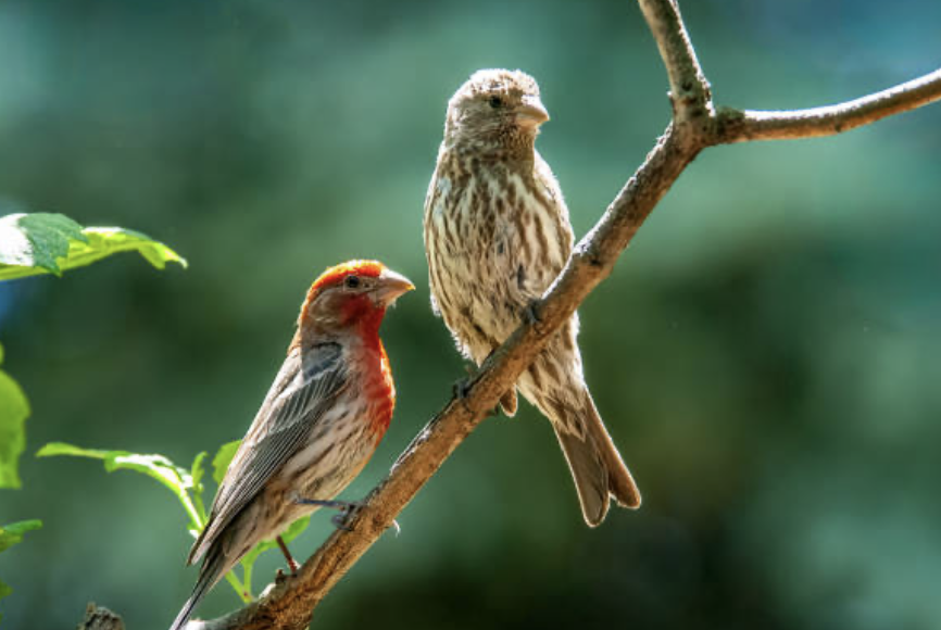 House Finch - ML642345219