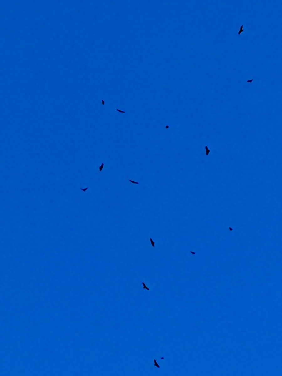 Turkey Vulture - ML642345220
