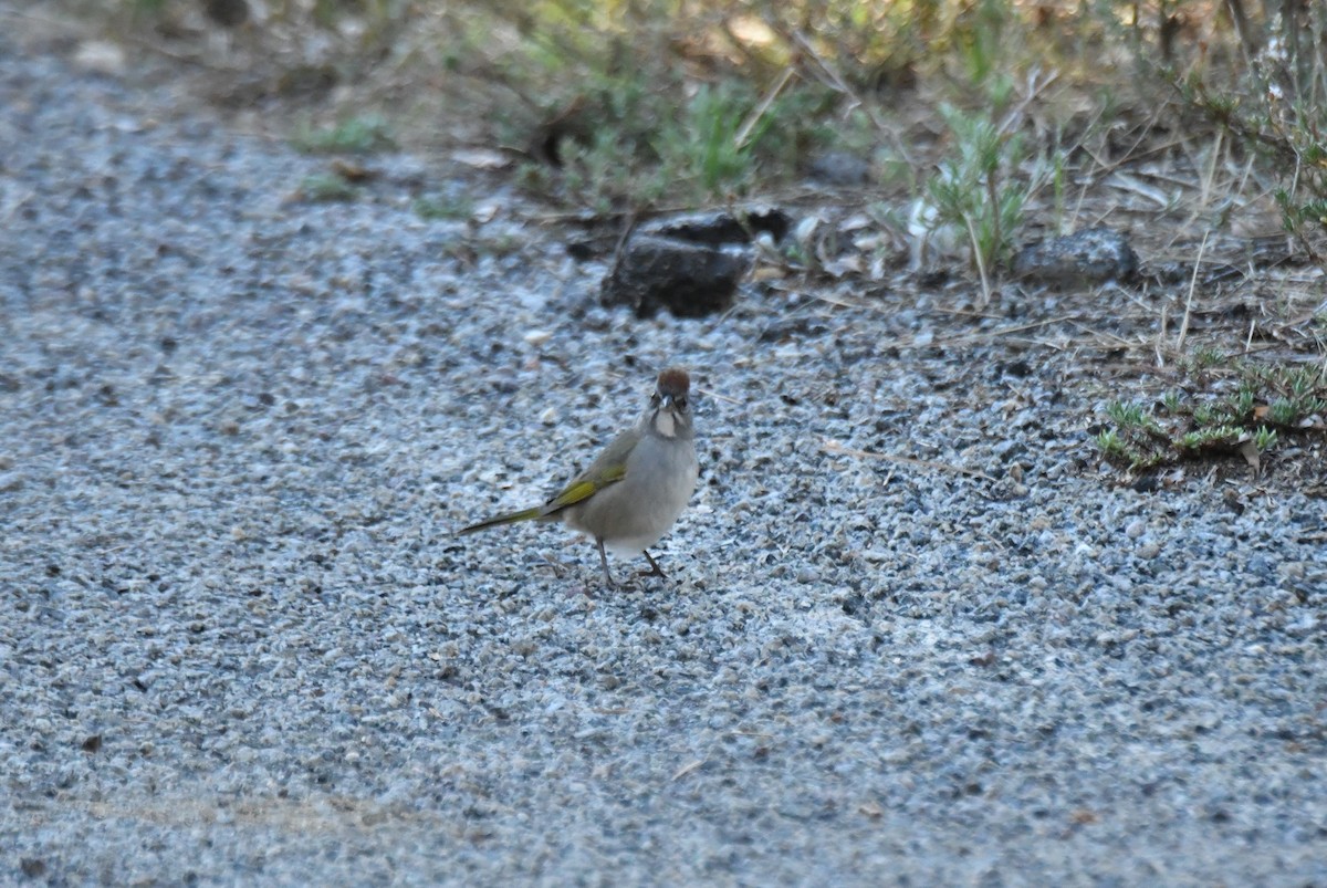 Green-tailed Towhee - ML642345221