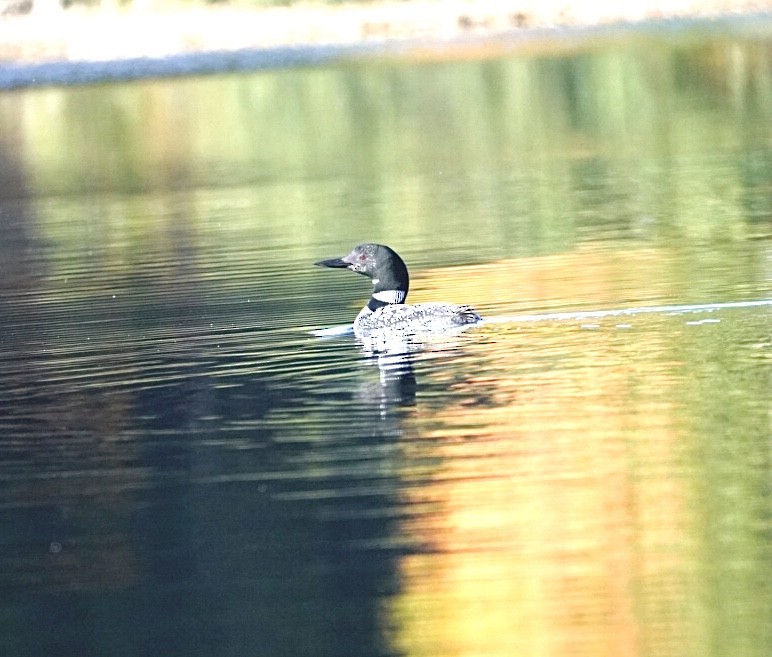 Common Loon - ML642345222