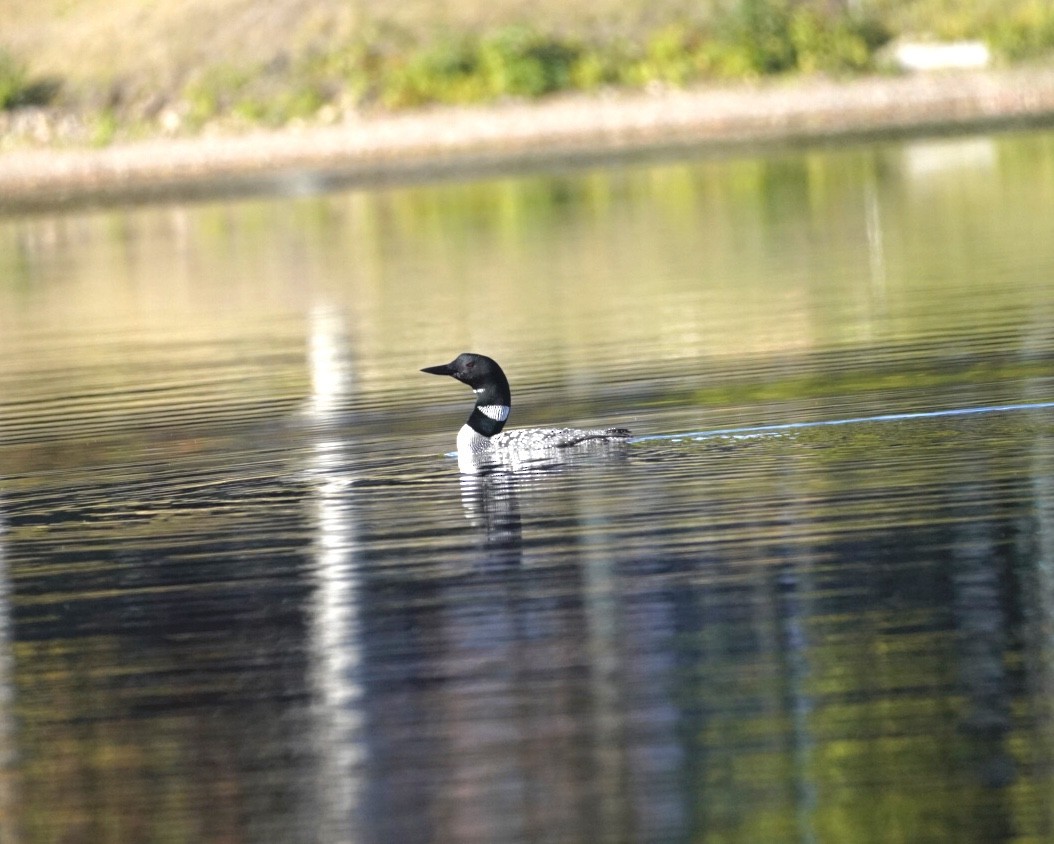 Common Loon - ML642345223
