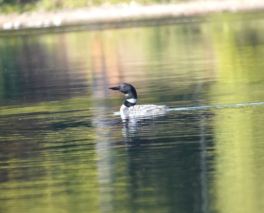 Common Loon - ML642345224