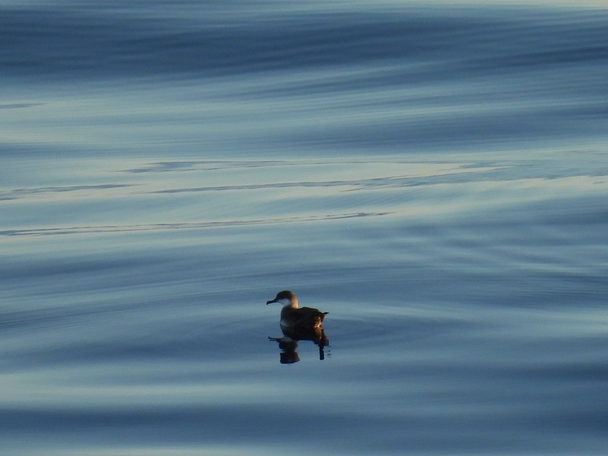 Great Shearwater - ML642345226