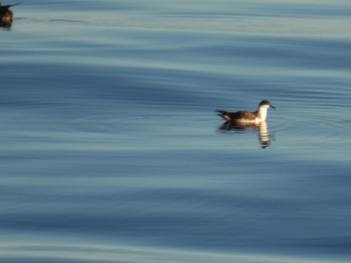 Great Shearwater - ML642345227
