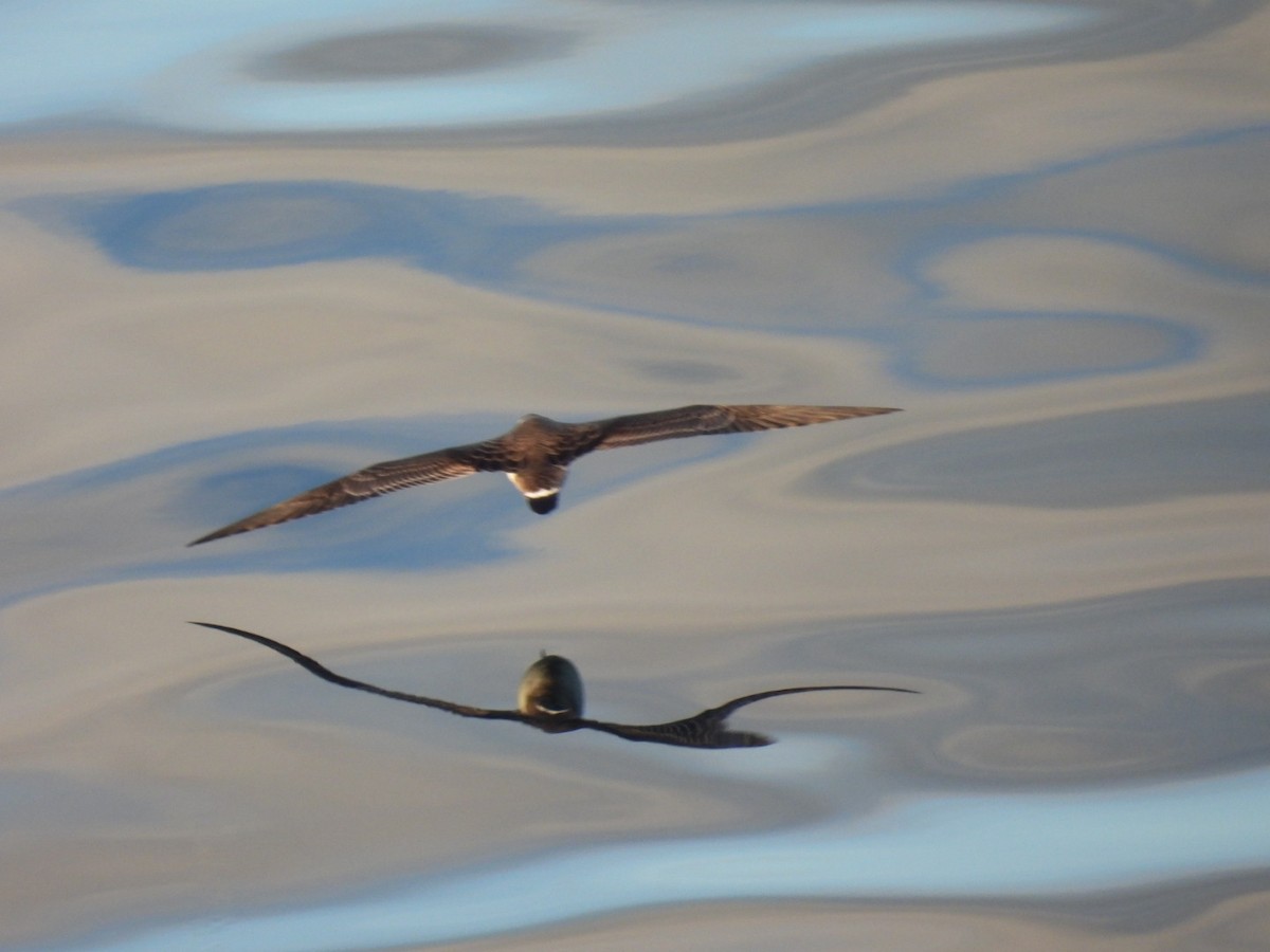 Great Shearwater - ML642345228