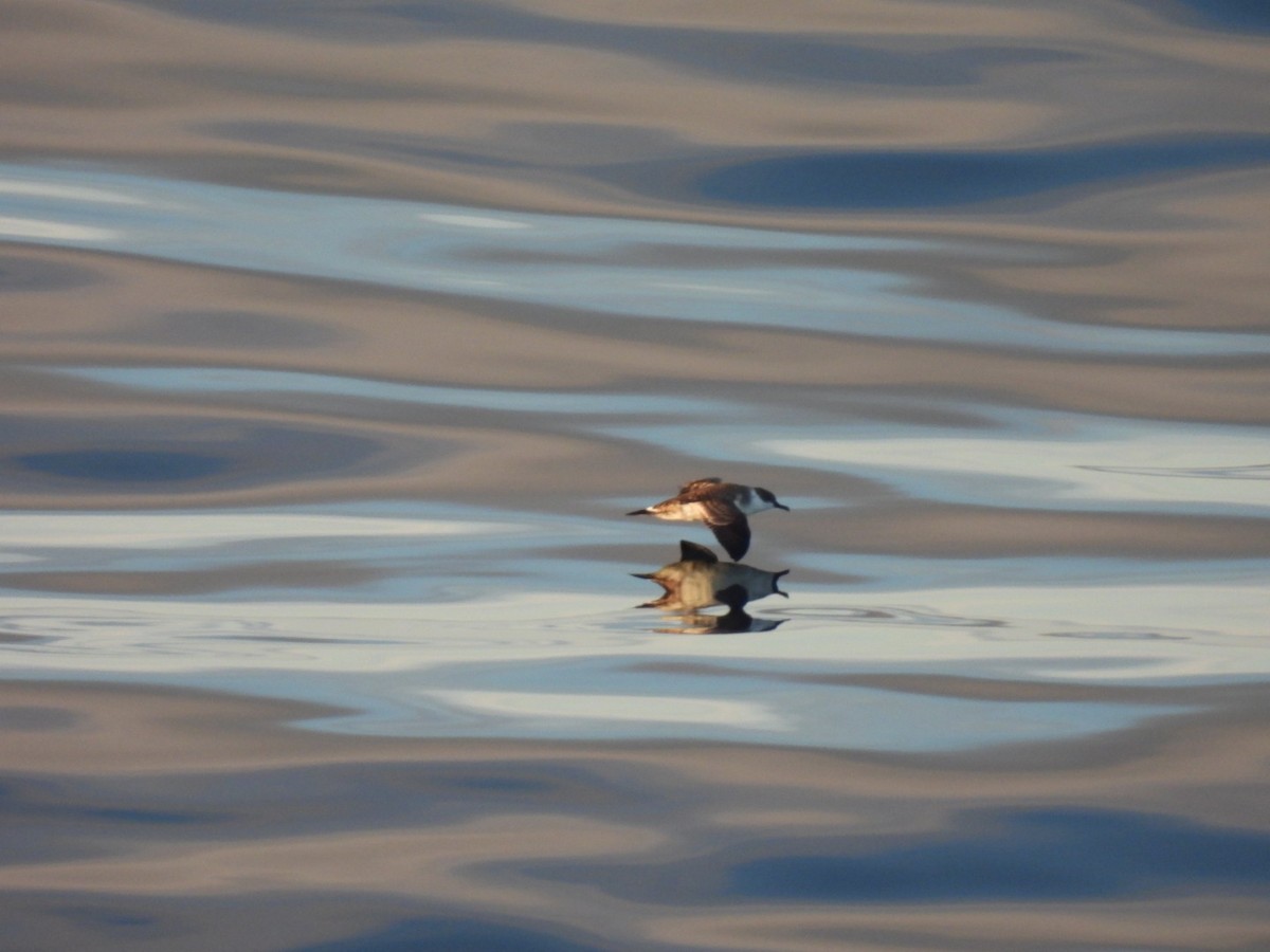 Great Shearwater - ML642345229