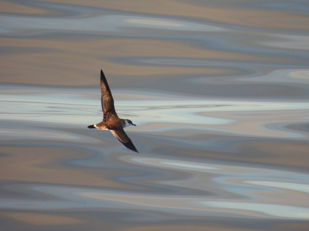 Great Shearwater - ML642345230