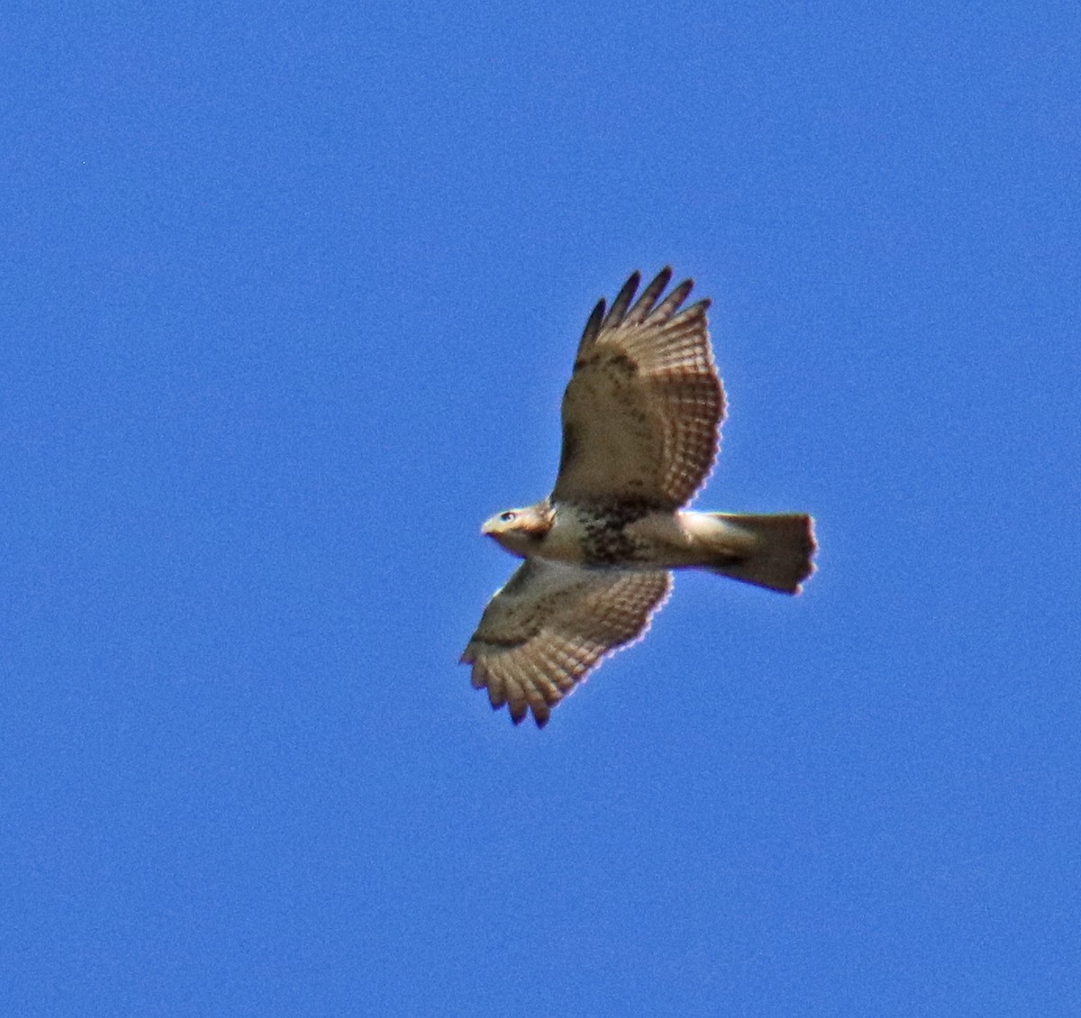 Red-tailed Hawk - ML642345231