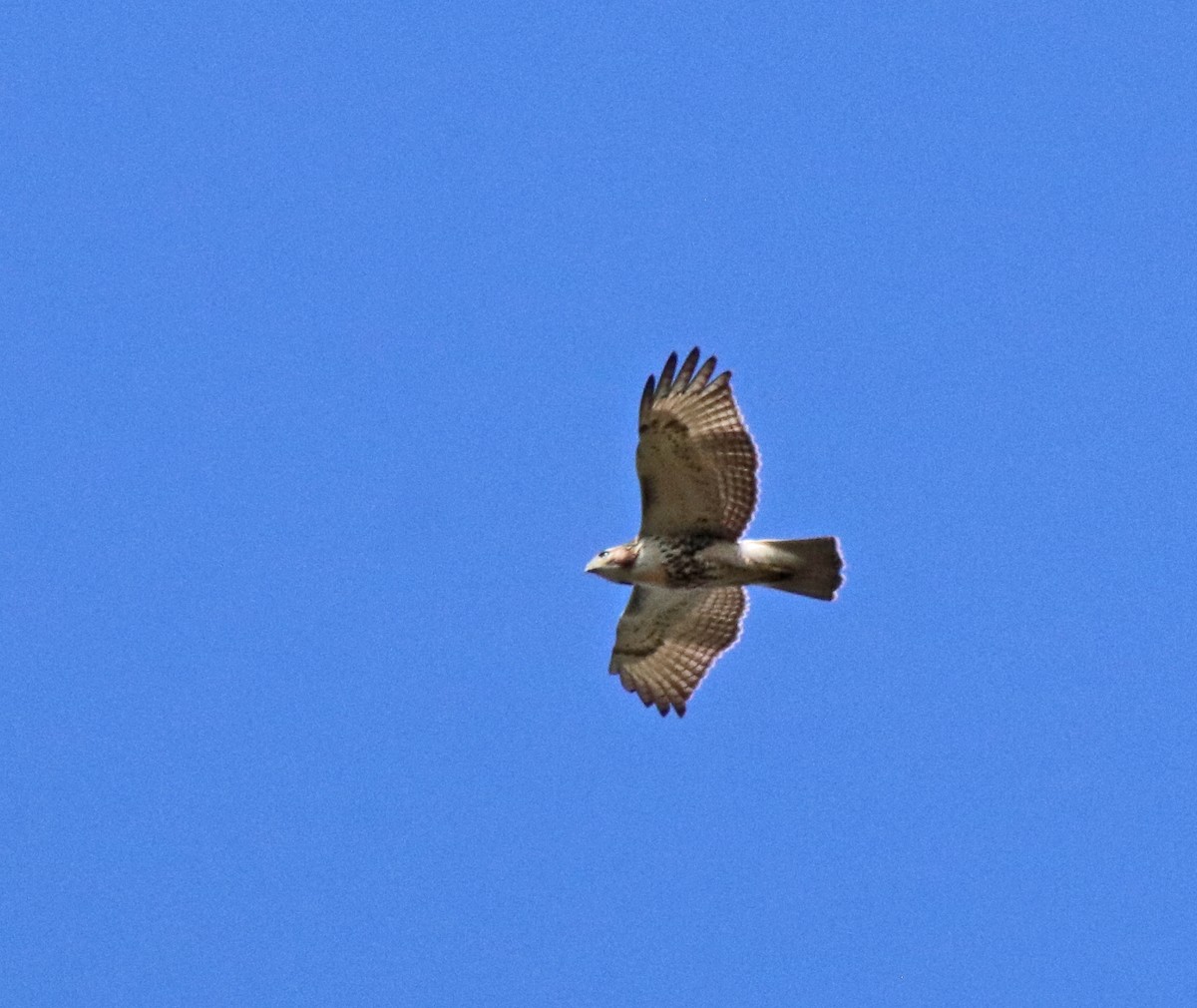 Red-tailed Hawk - ML642345232