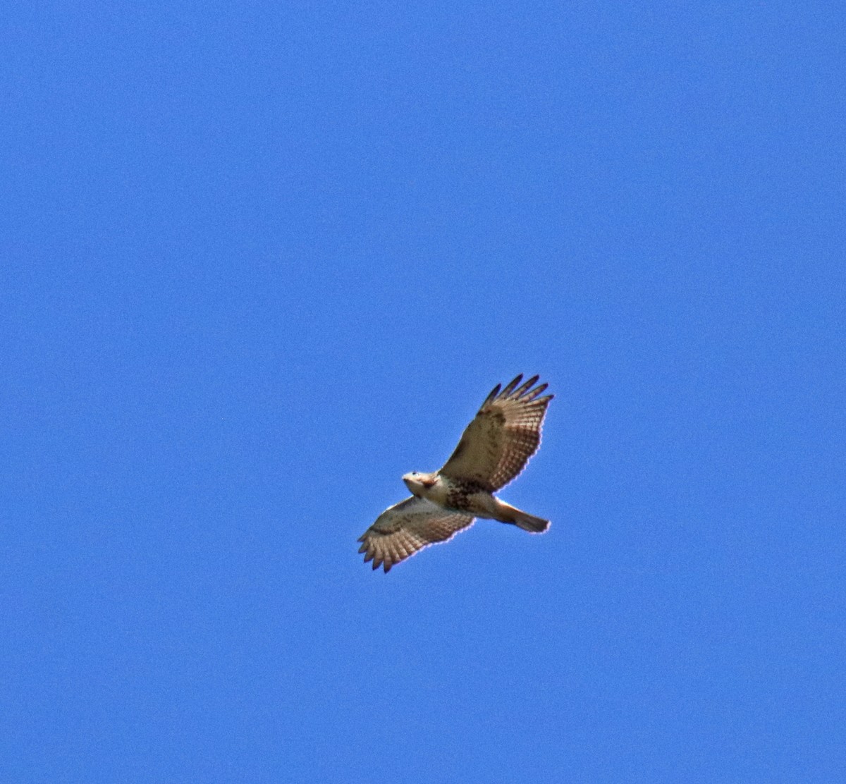 Red-tailed Hawk - ML642345233