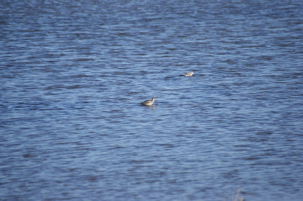 Spotted Redshank - ML642345234
