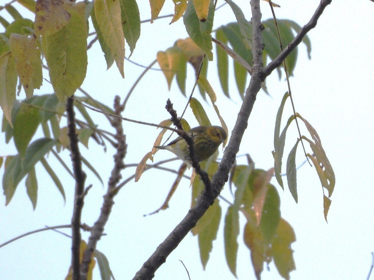 Cape May Warbler - ML642345235