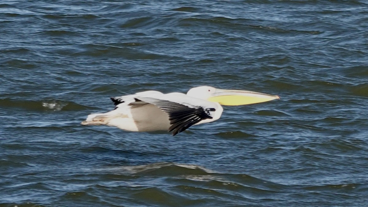 Great White Pelican - ML642345238