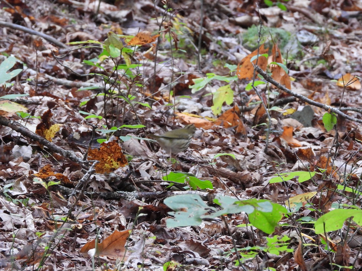 Ovenbird - ML642345240