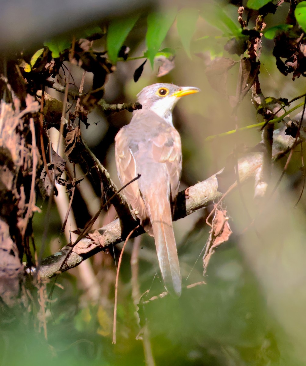 Yellow-billed Cuckoo - ML642345241