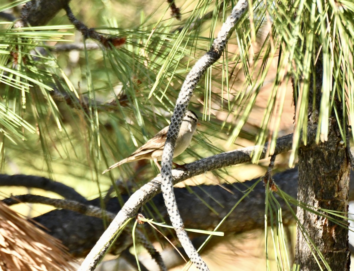White-crowned Sparrow - ML642345242