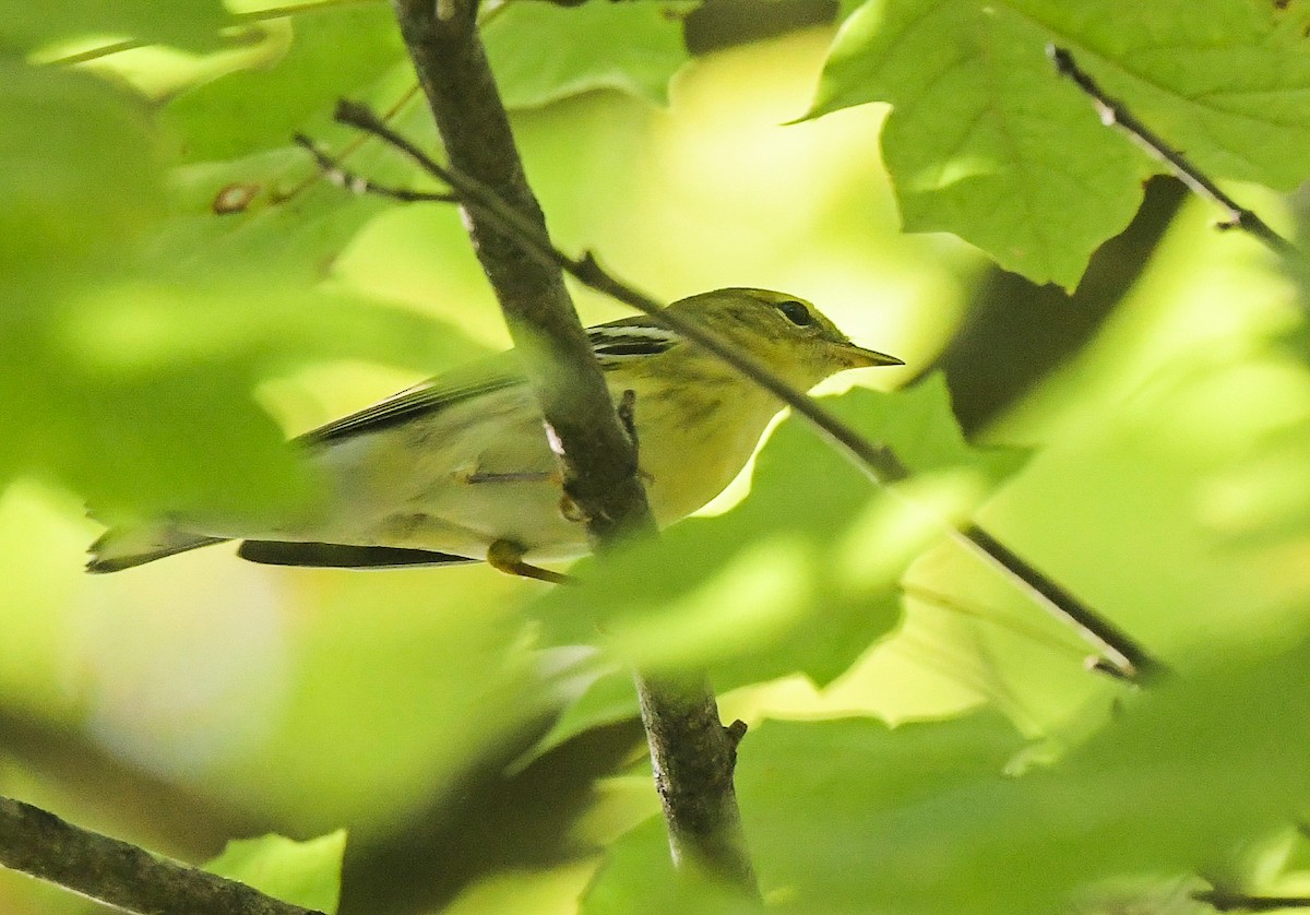 Blackpoll Warbler - ML642345243