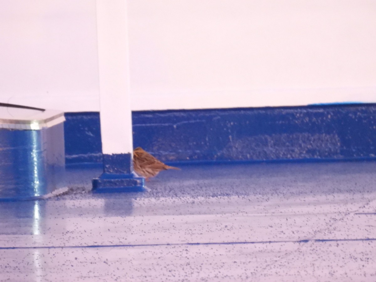 Savannah Sparrow - ML642345244
